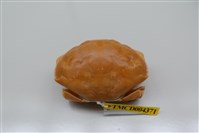 藏品(花紋愛潔蟹)的圖片